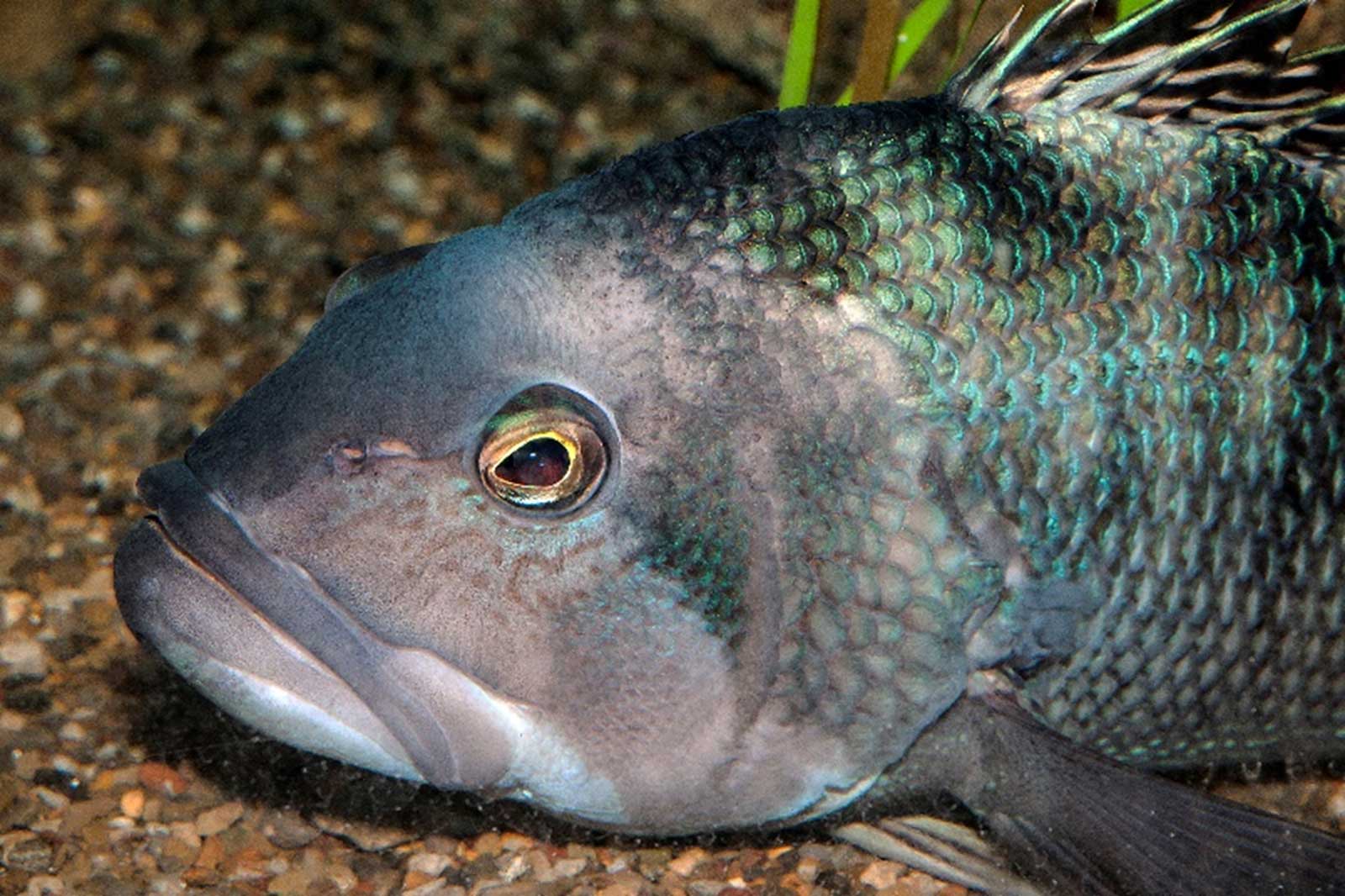 A close-up of a fish with a blue-green hue, showing detailed scales and a large eye, resting on a gravel bed.